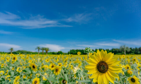 夏