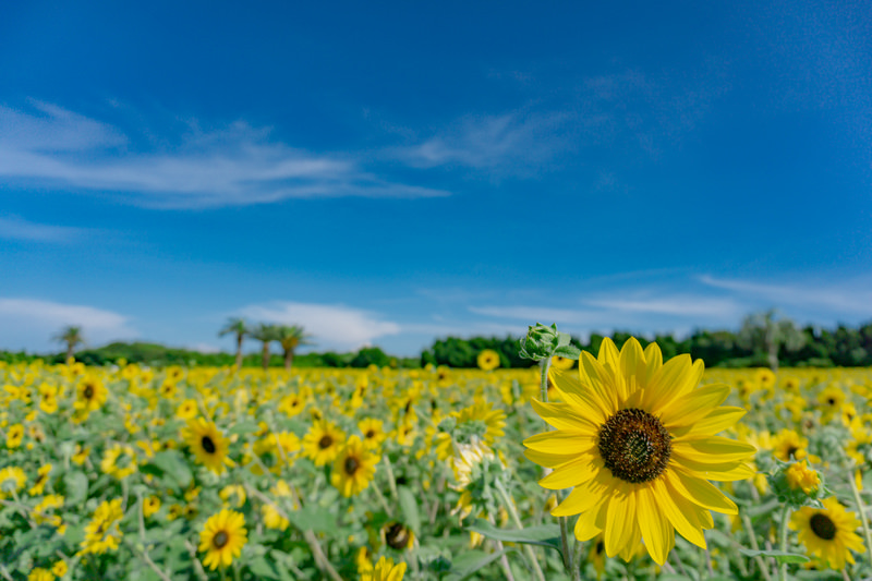 夏